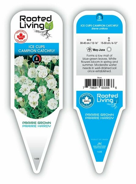 Silene uniflora - 'Ice Cups' Sea Campion 9 cm (3.5")