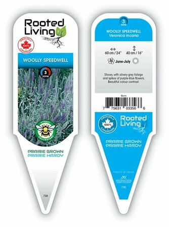 Veronica incana - Wooly Speedwell 9 cm (3.5")