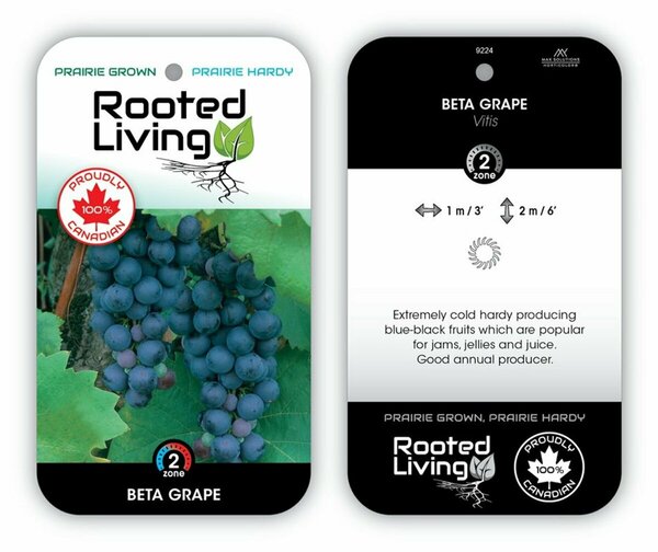 Vitis riparia - 'Beta' Grape 1 gal outdoor