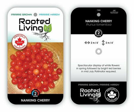 Prunus tomentosa - Nanking Red Cherry 1 gal