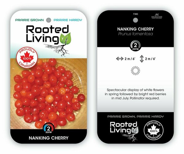 Prunus tomentosa - Nanking Red Cherry 1 gal