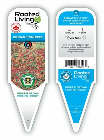 Sedum kam. - Variegated Russian Stonecrop [Groundcover] 9 cm (3.5")