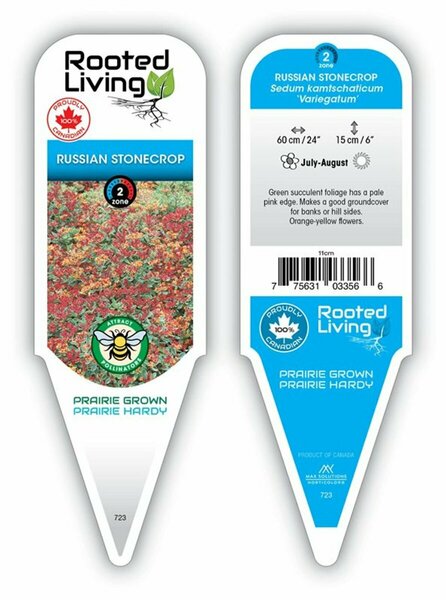 Sedum kam. - Variegated Russian Stonecrop [Groundcover] 9 cm (3.5")