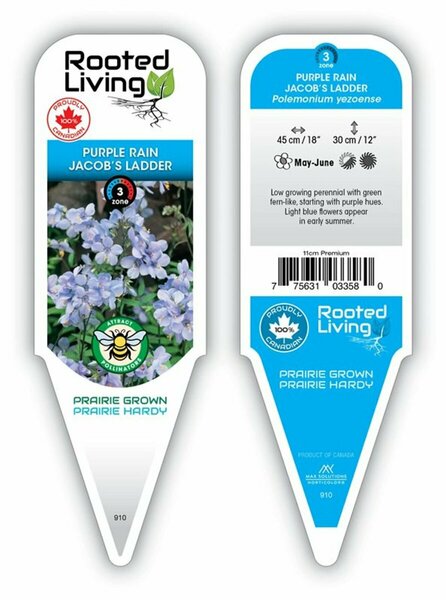 Polemonium yez. - 'Purple Rain' Jacob's Ladder 11 cm Prem (4.5")
