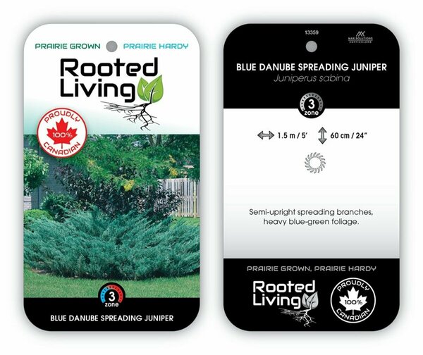 Juniperus sabina - 'Blue Danube' 2 gal