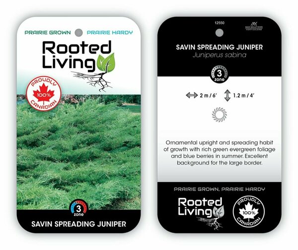 Juniperus sabina - 'Savin' 2 gal