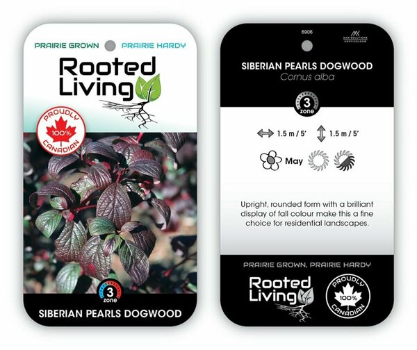 Cornus alba - 'Siberian Pearls' Dogwood RP38deep