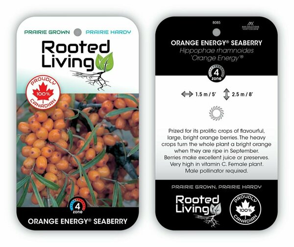 Hippophae rhamn. - 'Orange Energy' Seaberry RP38deep