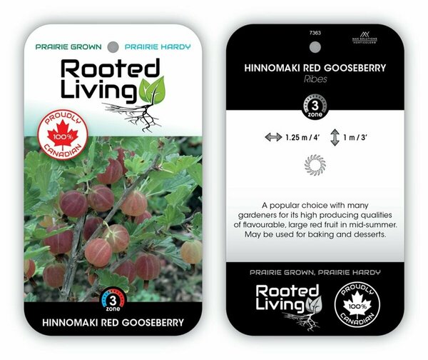 Ribes - 'Hinnonmäki Red' Gooseberry RP38deep