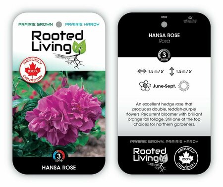 Rosa - 'Hansa' Rugosa Rose 9 cm (3.5")