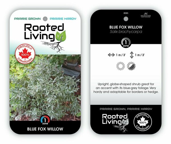 Salix brachycarpa - 'Blue Fox' Willow RP38deep