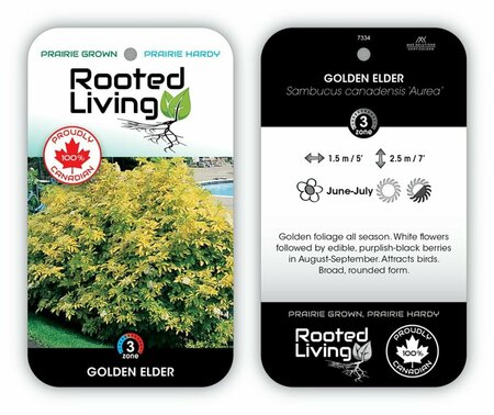 Sambucus canadensis 'Aurea' - Golden Elder RP21