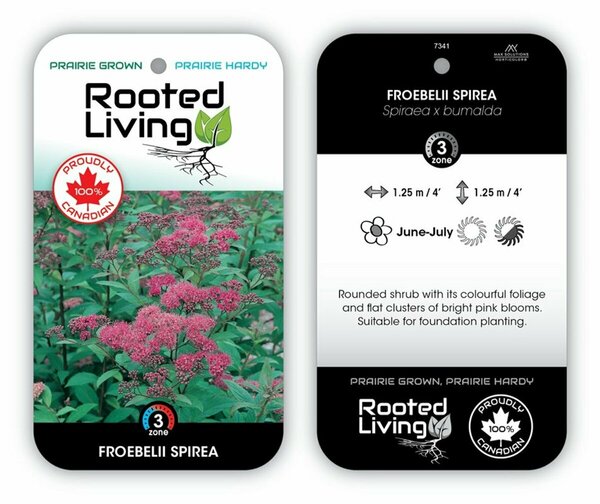 Spiraea x bumalda - 'Froebelii' RP38deep