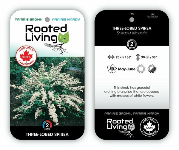 Spiraea tril. - 'Threelobed' RP38deep