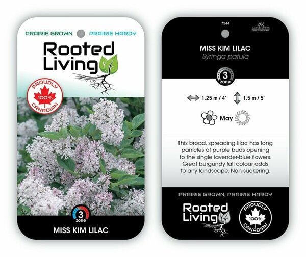 Syringa patula - 'Miss Kim' Lilac RP38deep