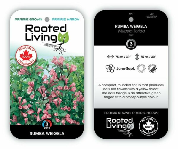 Weigela florida - 'Rumba' RP38deep