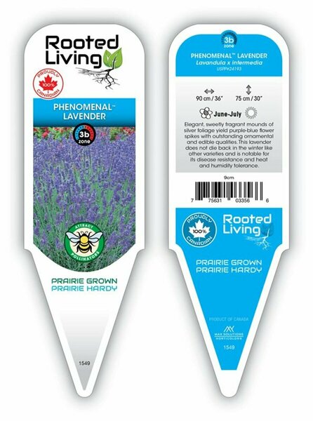 Lavandula angustifolia 'Phenomenal' Lavender 9 cm (3.5")