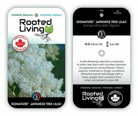 Syringa reticular- 'Signature' Japanese Tree Lilac 10 gal - image 3