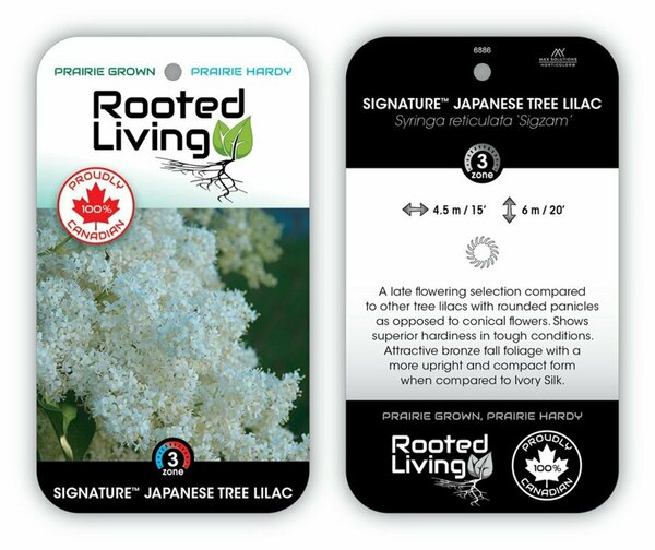 Syringa reticular- 'Signature' Japanese Tree Lilac 10 gal - image 3