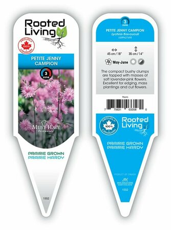 Lychnis arkwightii - 'Petite Jenny' Maltese Cross 11 cm Prem