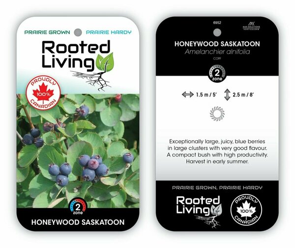 Amelanchier aln. - 'Honeywood' Saskatoon 2 gal