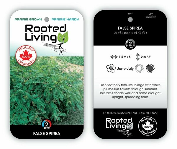 Sorbaria sorbifolia - Ash Leaf False Spirea 11 cm Prem (4.5")