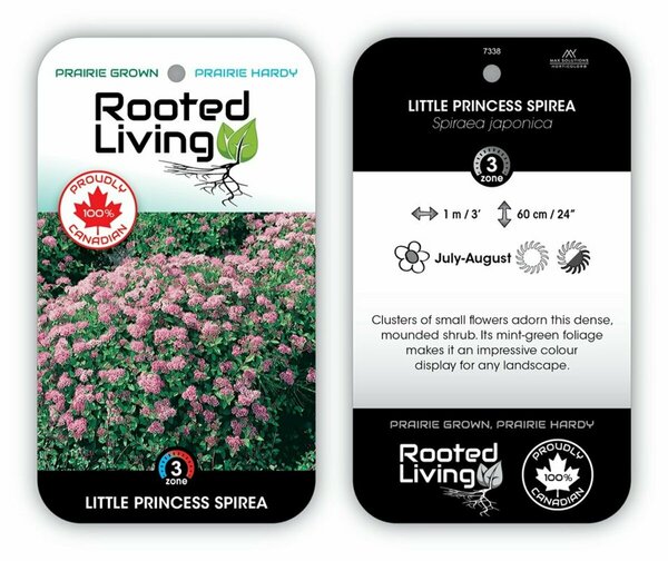 Spiraea jap. - 'Little Princess' 11 cm Prem (4.5")