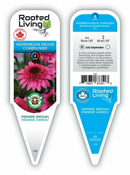 Echinacea - Double Scoop® Watermelon Deluxe Coneflower 11 cm Prem (4.5")