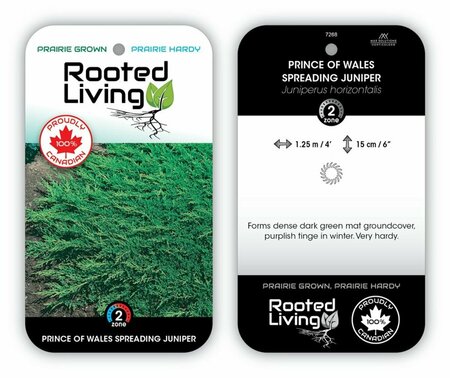 Juniperus hor. - 'Prince of Wales' 2 gal