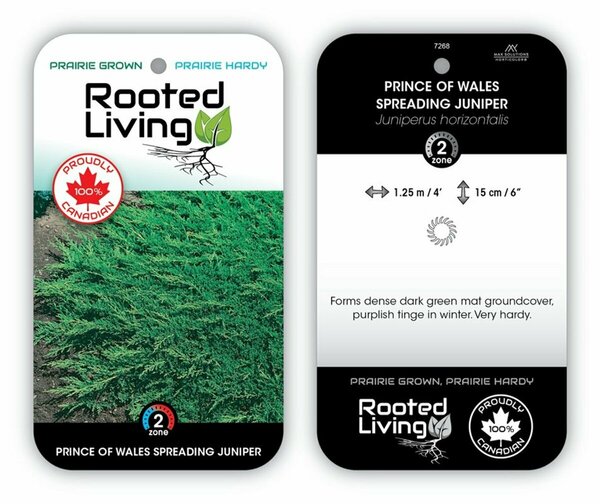Juniperus hor. - 'Prince of Wales' 2 gal