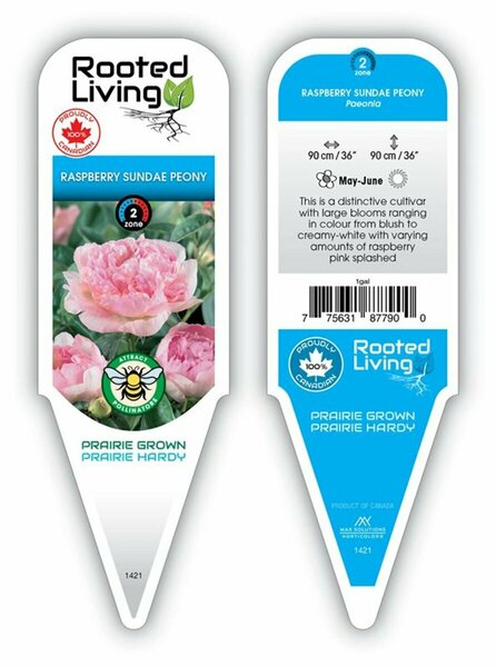 Paeonia - 'Raspberry Sundae' 2 gal