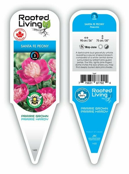 Paeonia - 'Santa Fe' 2 gal