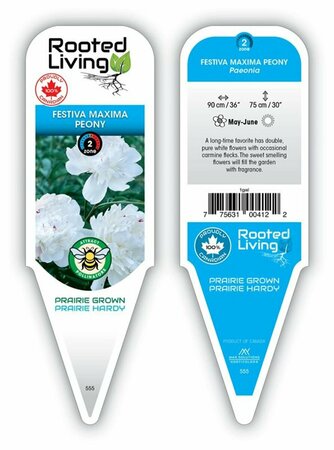 Paeonia - 'Festiva Maxima' Peony [Dbl White] 2 gal