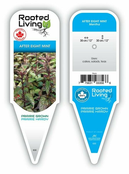 Mentha piperita - 'After Eight' Mint 9 cm (3.5")