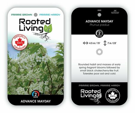 Prunus padus 'Advance' Mayday 10 gal - image 1