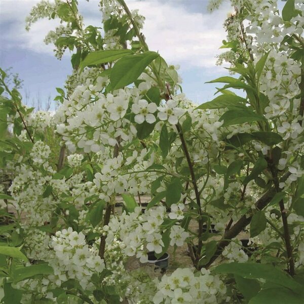 Prunus padus 'Advance' Mayday 10 gal - image 2