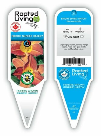 Hemerocallis - 'Bright Sunset' Daylily [Or] 1 gal outdoor