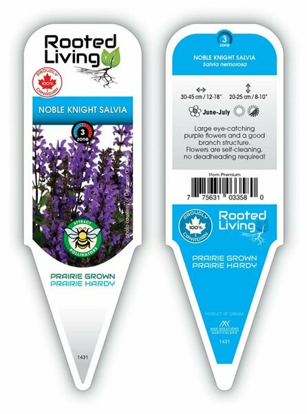 Salvia nem. - 'Noble Knight' Sage 1 gal