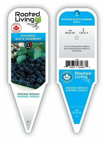 Rubus - 'Wyoming Black' Raspberry 1 gal