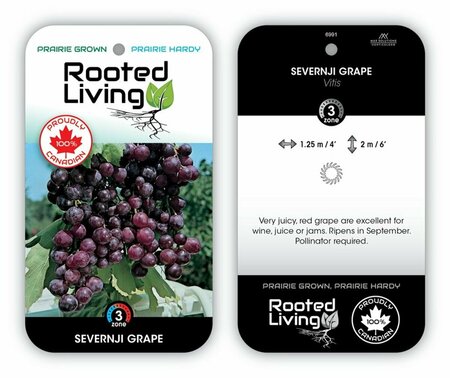Vitis - 'Severnji' Red Grape 1 gal