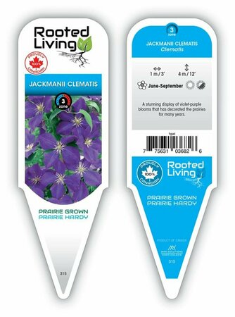 Clematis - 'Jackmanii' [Vi] 1 gal - image 1