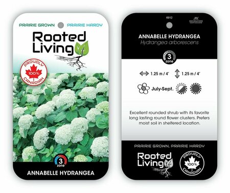 Hydrangea arb. - 'Annabelle' 2 gal GH