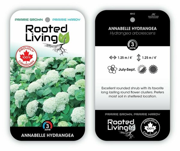 Hydrangea arb. - 'Annabelle' 2 gal GH
