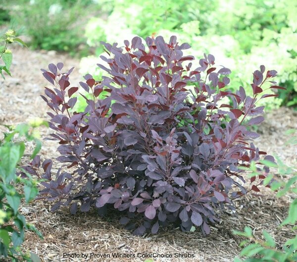 Cotinus cog. - 'Winecraft Black'® Smoke Bush (PW) 2 gal PW
