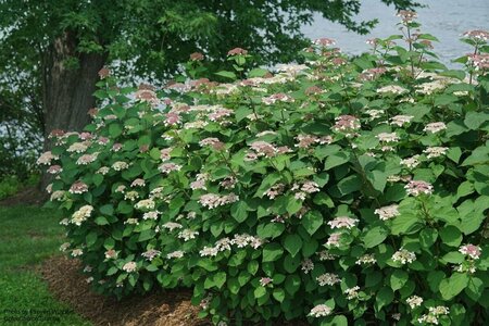 Hydrangea arb. - Invincibelle® 'Lace' (PW) 2 gal PW