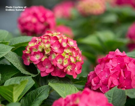 Hydrangea mac. - 'Summer Crush'® (ES) 2 gal ES - image 2