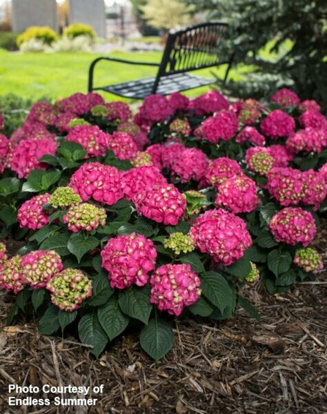 Hydrangea mac. - 'Summer Crush'® (ES) 2 gal ES