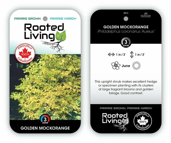 Philadelphus- 'Aureus' 'Golden' Mockorange 2 gal