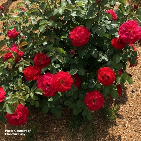 Rosa - Cinnamon Hearts™ Rose [BE] 2 gal BE - image 2