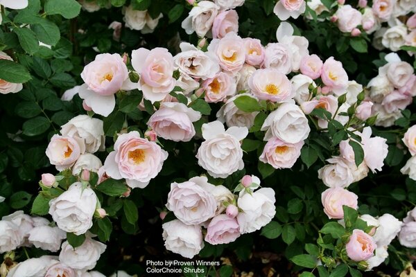 Rosa - 'Flavorette Pear'd' Edible Rose (PW) 2 gal PW